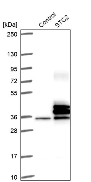 Merck Anti-STC2 antibody produced in rabbit