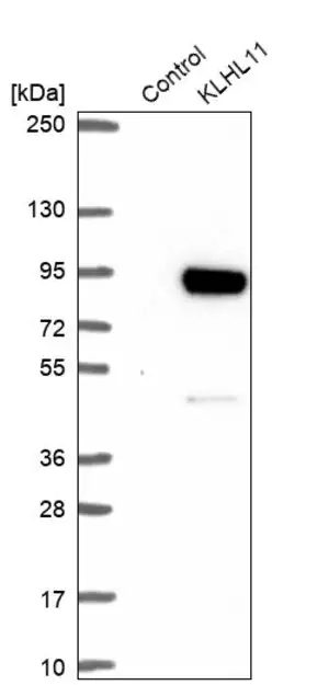 Merck Anti-KLHL11 antibody produced in rabbit
