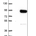 Merck Anti-KLHL11 antibody produced in rabbit