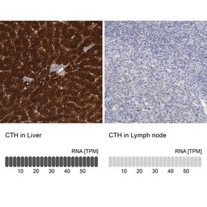 Merck Anti-CTH antibody produced in rabbit