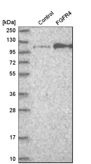 Merck Anti-FGFR4 antibody produced in rabbit
