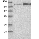 Merck Anti-FGFR4 antibody produced in rabbit