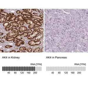 Merck Anti-AK4 antibody produced in rabbit