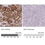 Merck Anti-AK4 antibody produced in rabbit