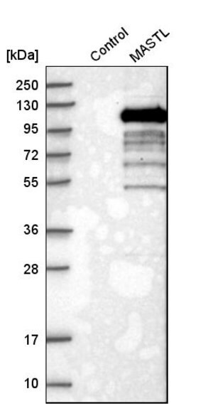 Merck Anti-MASTL antibody produced in rabbit