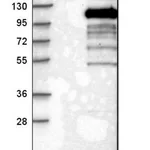 Merck Anti-MASTL antibody produced in rabbit