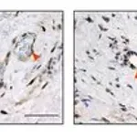 Merck Anti-PTGES antibody produced in rabbit
