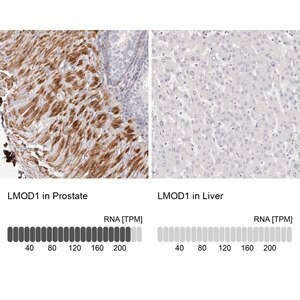 Merck Anti-LMOD1 antibody produced in rabbit