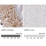 Merck Anti-LMOD1 antibody produced in rabbit