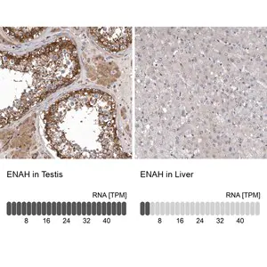 Merck Anti-ENAH antibody produced in rabbit