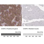 Merck Anti-CASR antibody produced in rabbit