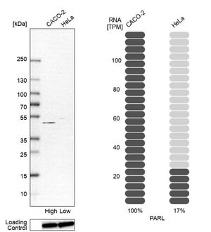 Merck Anti-PARL antibody produced in rabbit