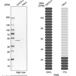 Merck Anti-PARL antibody produced in rabbit