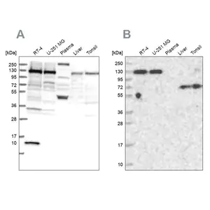 Merck Anti-PPP4R1 antibody produced in rabbit