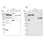Merck Anti-PPP4R1 antibody produced in rabbit