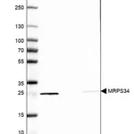 Merck Anti-MRPS34 antibody produced in rabbit