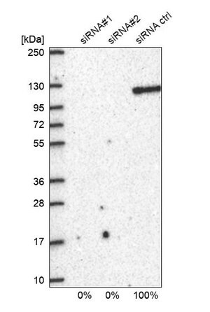Merck Anti-BRD2 antibody produced in rabbit