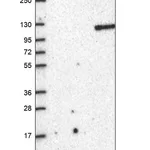Merck Anti-BRD2 antibody produced in rabbit