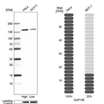 Merck Anti-NUP155 antibody produced in rabbit