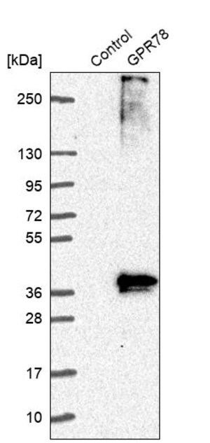 Merck Anti-GPR78 antibody produced in rabbit