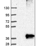 Merck Anti-GPR78 antibody produced in rabbit