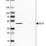 Merck Anti-OLA1 antibody produced in rabbit