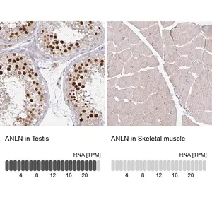 Merck Anti-ANLN antibody produced in rabbit