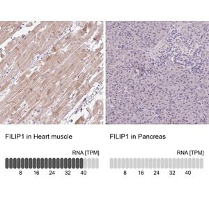 Merck Anti-FILIP1 antibody produced in rabbit