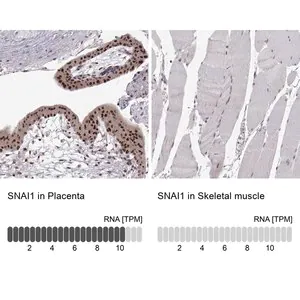 Merck Monoclonal Anti-SNAI1 antibody produced in mouse