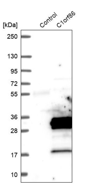 Merck Anti-FAAP20 antibody produced in rabbit
