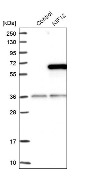 Merck Anti-KIF12 antibody produced in rabbit