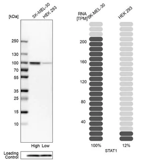 Merck Anti-STAT1 antibody produced in rabbit
