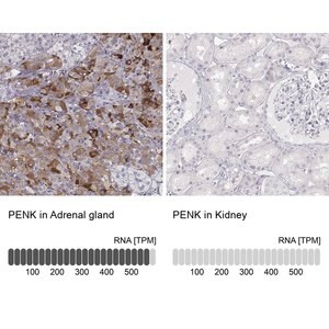 Merck Anti-PENK antibody produced in rabbit