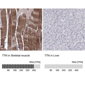 Merck Anti-TTN antibody produced in rabbit