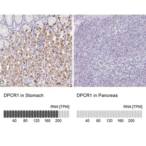 Merck Anti-DPCR1 antibody produced in rabbit