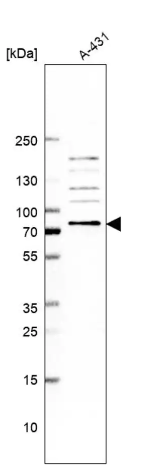 Merck Anti-UBQLN2 antibody produced in rabbit