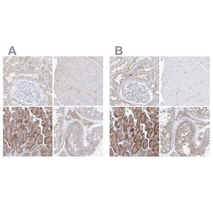 Merck Anti-UFL1 antibody produced in rabbit