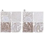 Merck Anti-UFL1 antibody produced in rabbit
