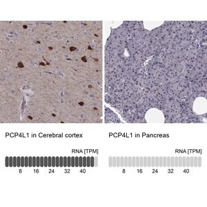 Merck Anti-PCP4L1 antibody produced in rabbit