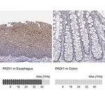 Merck Anti-PADI1 antibody produced in rabbit