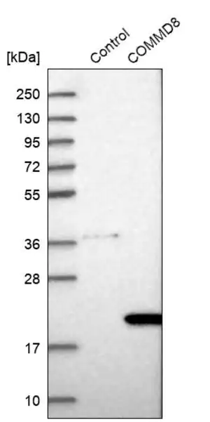 Merck Anti-COMMD8 antibody produced in rabbit