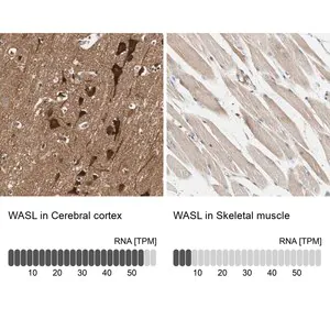 Merck Anti-WASL antibody produced in rabbit