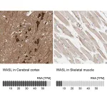 Merck Anti-WASL antibody produced in rabbit