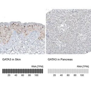 Merck Monoclonal Anti-GATA3 antibody produced in mouse