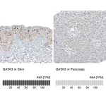 Merck Monoclonal Anti-GATA3 antibody produced in mouse
