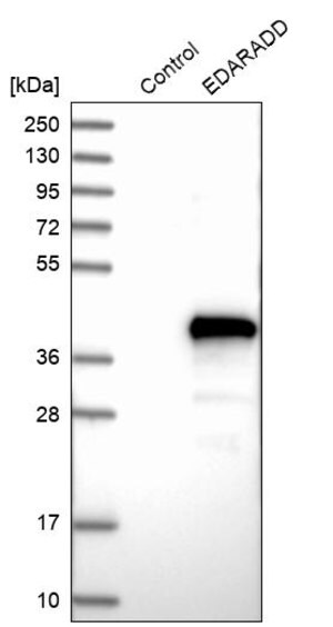 Merck Anti-EDARADD antibody produced in rabbit