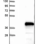 Merck Anti-EDARADD antibody produced in rabbit