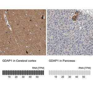 Merck Anti-GDAP1 antibody produced in rabbit
