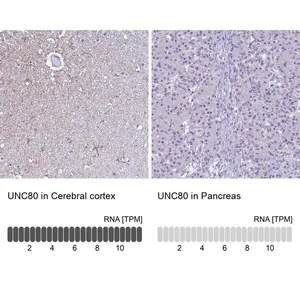 Merck Anti-UNC80 antibody produced in rabbit