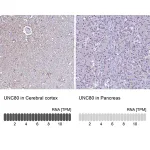 Merck Anti-UNC80 antibody produced in rabbit